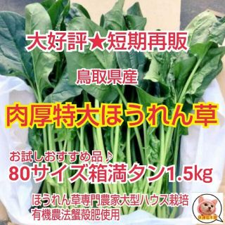 500g増量中♪3月中旬頃まで無くなり次第終了★鳥取県産特大肉厚ほうれん草２kg(野菜)