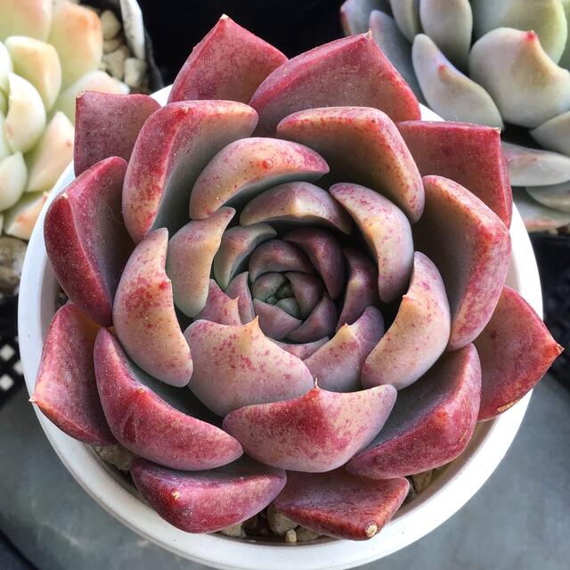 多肉植物 ヒアリナ×オデロイ ちく○さん苗 抜き苗!!の通販 by 多肉植物 ヒアリナ×オデロイ ちく○さん苗 抜き苗!!の通販 by