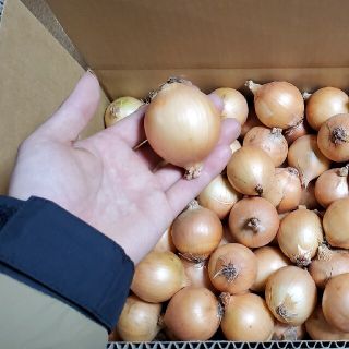 北海道産　玉ねぎ　１３kg　ペコ玉(野菜)