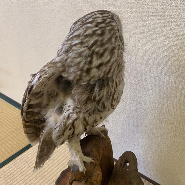 フクロウ剥製❤️置物 フクロウ剥製❤️置物