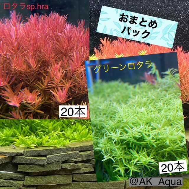 ロタラsp.hra20＋グリーンロタラ20本　ストロギネ10本 その他のペット用品(アクアリウム)の商品写真