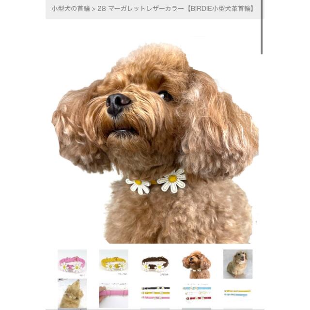 BIRDIE小型犬革首輪 マーガレット☆