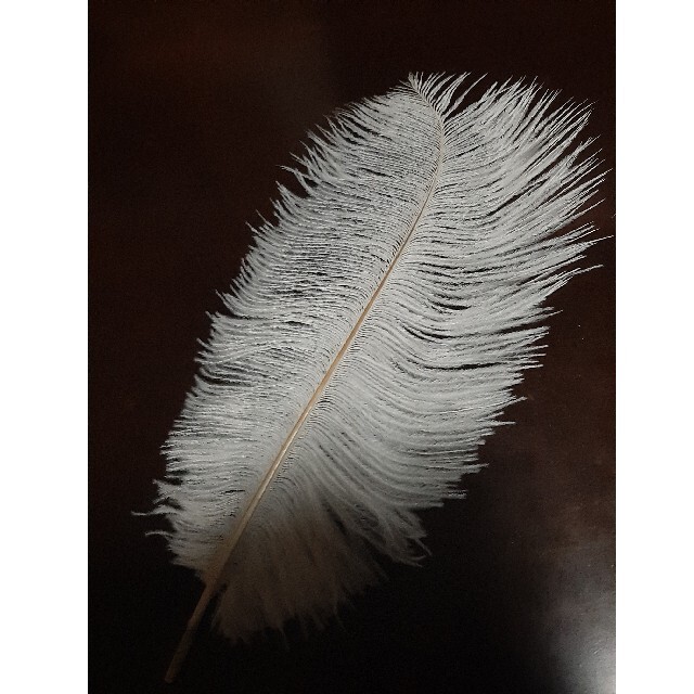 オーストリッチ　フェザーの羽根 　ダチョウの羽　25cm～30cm　10本 ハンドメイドの素材/材料(各種パーツ)の商品写真