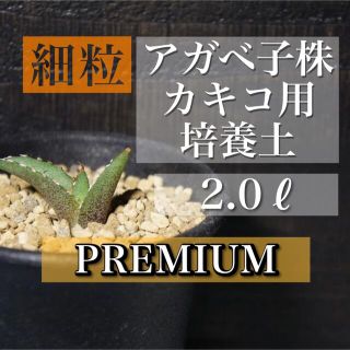 アガベ子株用培養土 1リットル(その他)