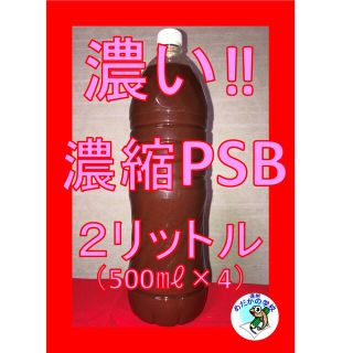 濃縮PSB 2.0L　水質浄化　産卵前の栄養補給　♯めだか♯らんちゅう♯金魚(アクアリウム)