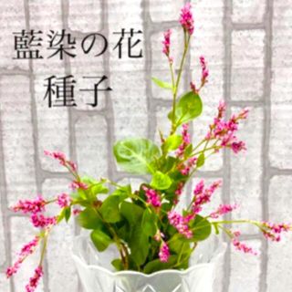 藍染の花　タデアイ　種子　種　100個(その他)