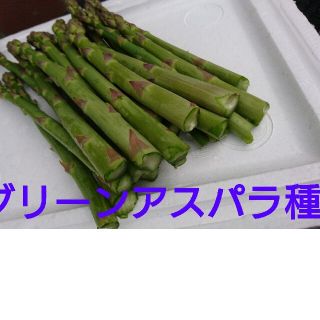 グリーン アスパラ 種 200粒以上 北海道 数量倍増しました(野菜)