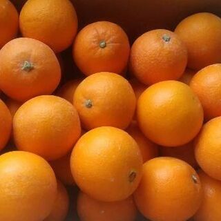 【農家直送】ネーブルオレンジ　Ｍサイズ　5キロ　送料込　(フルーツ)