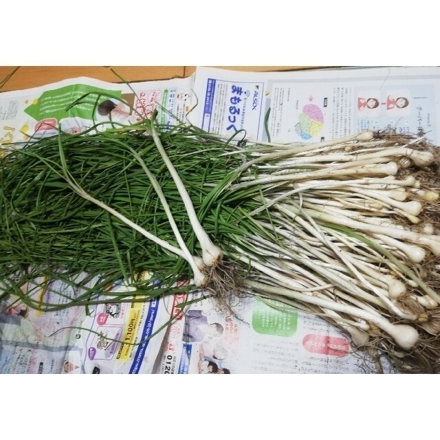 受賞店舗】 天然 ノビル 野蒜 洗浄済み 採れたて 天然野菜600g以上 tdh-latinoamerica.de