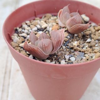 多肉植物◎パープル水晶オブツーサ小苗2つ(その他)