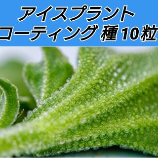 アイスプラント コーティング種 10粒(野菜)