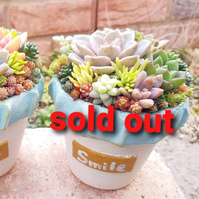 多肉植物リメイク缶鉢寄せ植えにどうぞ(^^)SOLD bskampala.com