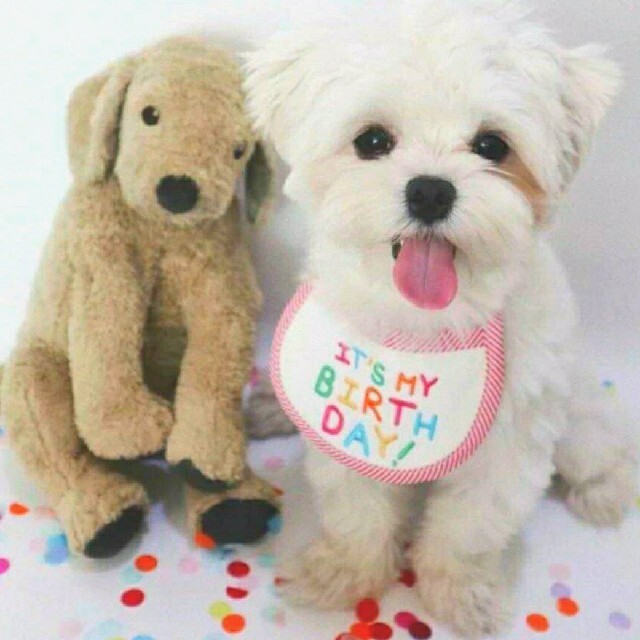 バースデースタイ　ピンクS　ワンちゃんねこちゃん　記念日　誕生日 その他のペット用品(犬)の商品写真