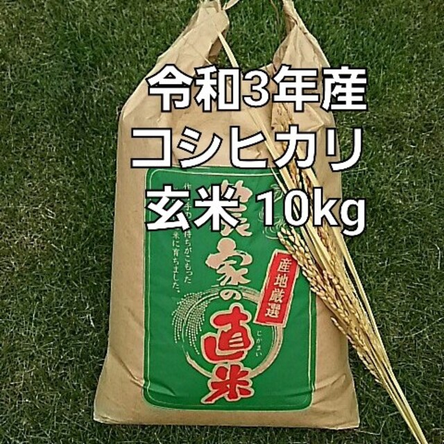 新米 令和5年 埼玉県産 コシヒカリ 玄米 10kg