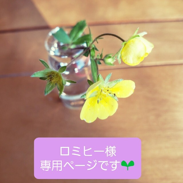 春夏新作 ロミヒー様専用 abamedyc.com