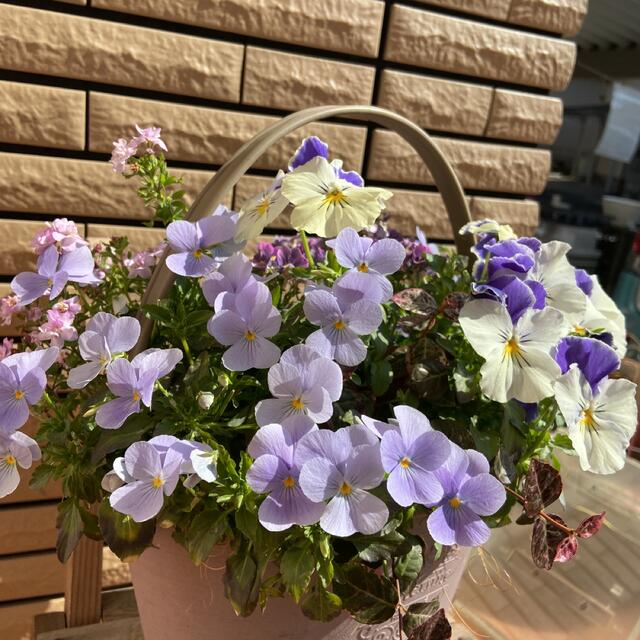 春寄せ植え