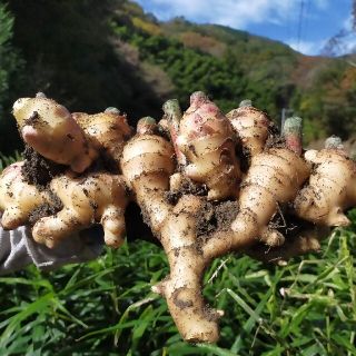 訳あり商品 高知大生姜10kg 農薬未使用(野菜)