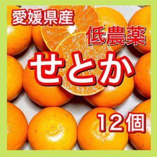 低農薬 愛媛県産せとか12個セット 柑橘 みかん 果物 フルーツ(フルーツ)