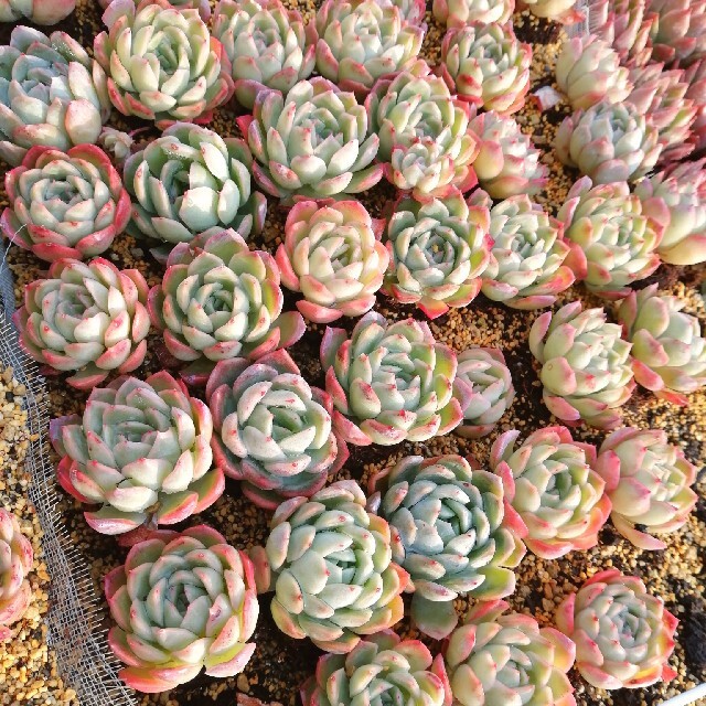 多肉植物　スイレン　発根済み