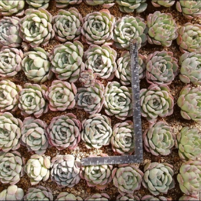 多肉植物　スイレン　発根済み