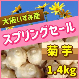 ❤️【春のお客様感謝祭】産直新鮮・無農薬・自然栽培『白菊芋』〜大阪いずみ産(野菜)