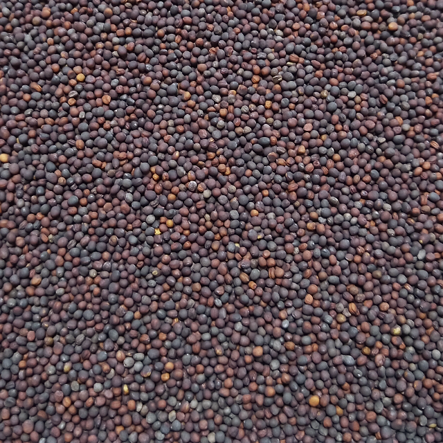 ベビーリーフ種子 B-25 黒葉ピノグリーン 1ml 約260粒 x 2袋 食品/飲料/酒の食品(野菜)の商品写真