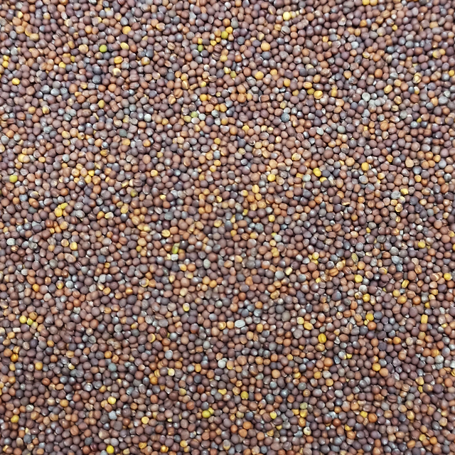 ベビーリーフ種子 B-28 レッドパクチョイ 0.5ml 約120粒 x 2袋 食品/飲料/酒の食品(野菜)の商品写真