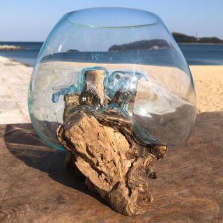 流木ガラス オブジェ中7 花瓶 金魚鉢 ガーデニング テラリウム 観賞魚