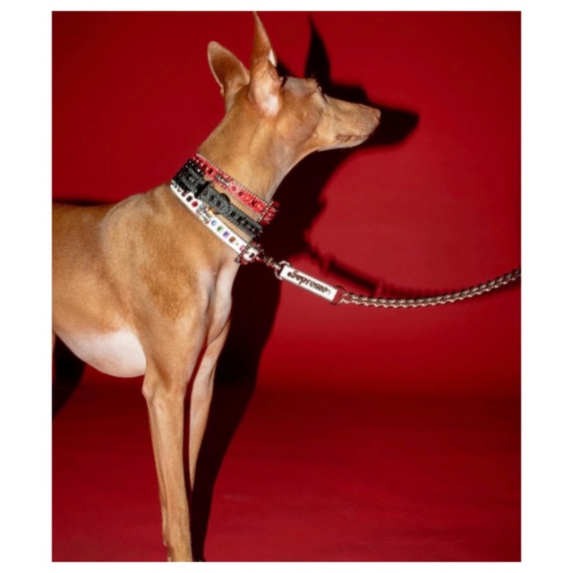 Supreme(シュプリーム)のSupreme®/B.B. Simon® Studded Dog CollarM ハンドメイドのペット(リード/首輪)の商品写真