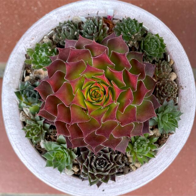 ☆.。.:*Sempervivum 苗セット☆.。.:*