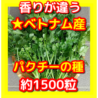 パクチー種15g(約1500粒)人気のベトナム産(野菜)