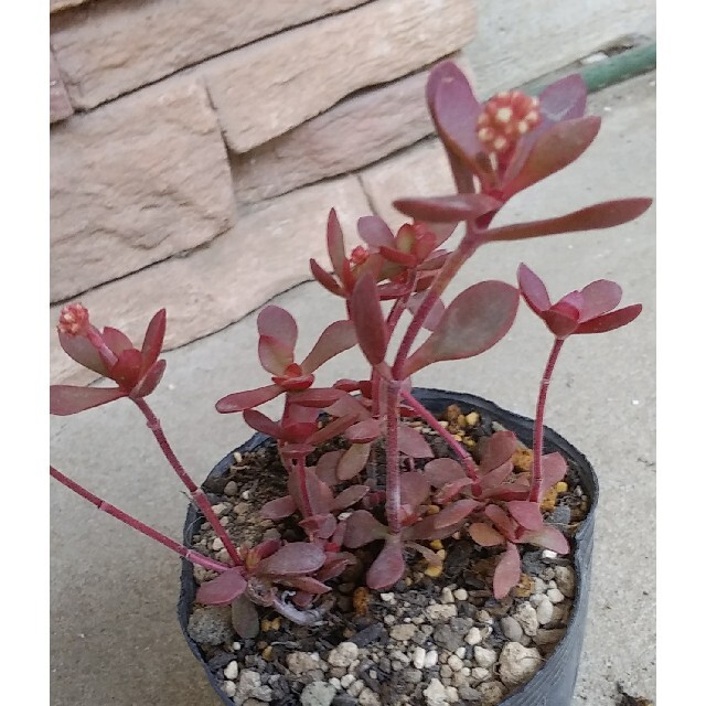 多肉植物　紅稚児　７.５㎝ポット　抜き苗　可愛い小花が楽しめます ハンドメイドのフラワー/ガーデン(その他)の商品写真