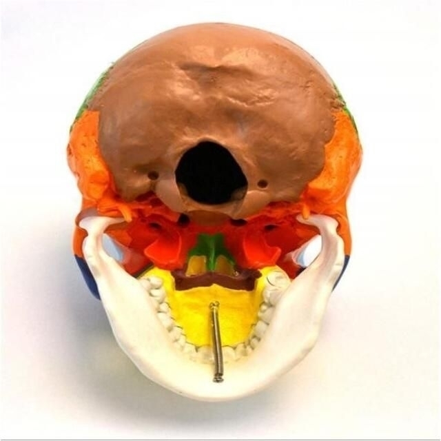 頭蓋骨模型 各部位配色 顎関節可動式 頭蓋冠分解可 歯科 頭蓋骨矯正 ボス固定式 インテリア/住まい/日用品のインテリア小物(その他)の商品写真
