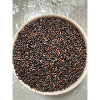古代米　無農薬黒米８００グラムオマケ５０グラム(米/穀物)