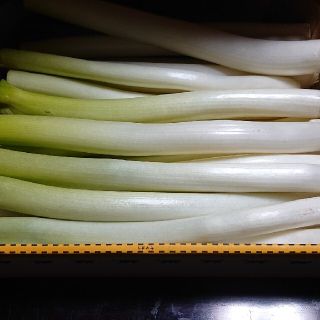 ✳️西田白ネギＢ品✳️無農薬、曲がりネギ コンパクト便(野菜)