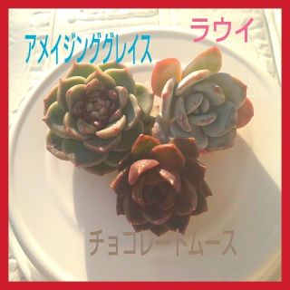 韓国苗　アメイジンググレイス・チョコレートムース・フロリディティール　ネーム付(その他)