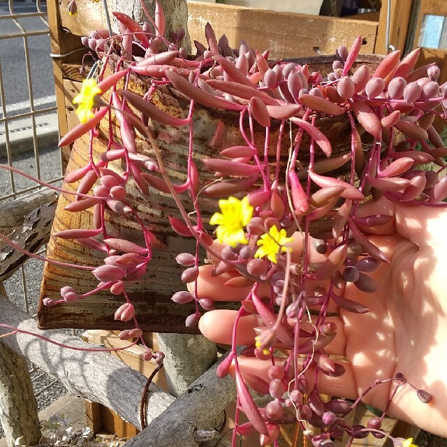 多肉植物  ルビーネックレス ハンドメイドのフラワー/ガーデン(その他)の商品写真