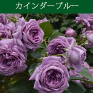 カインダブルー　薔薇バラ　挿し木用(その他)