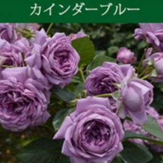 カインダブルー　薔薇バラ　挿し木用挿し穂(その他)