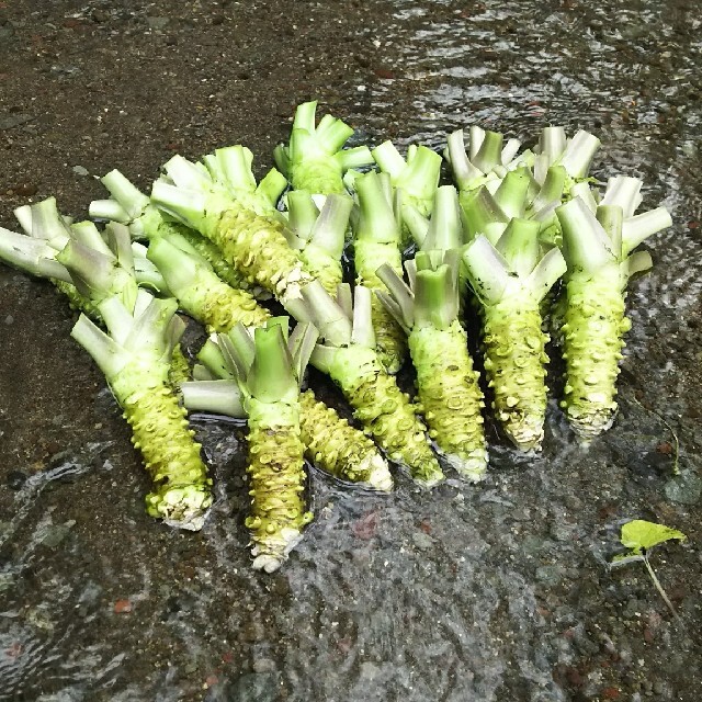 かし様専用ページ 食品/飲料/酒の食品(野菜)の商品写真