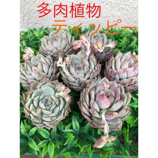 多肉植物　韓国苗　エケベリア　ティッピー　カット苗(その他)