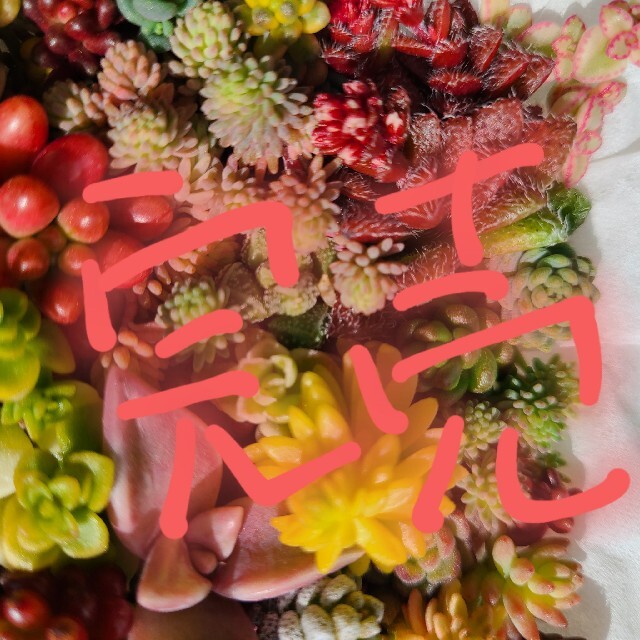 多肉植物　セダムミックスカット苗　詰め合わせ　セダムセット ハンドメイドのフラワー/ガーデン(その他)の商品写真