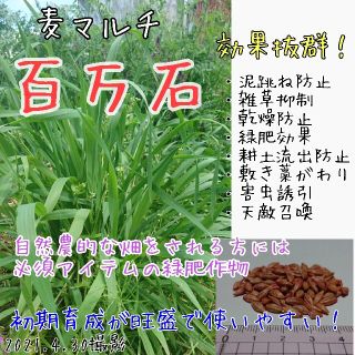 麦マルチ 百万石 緑肥 種子 種(野菜)