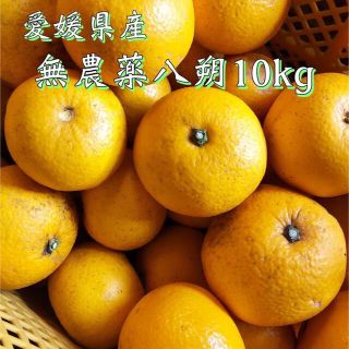 愛媛県産　八朔　無農薬　１０キロ　(フルーツ)