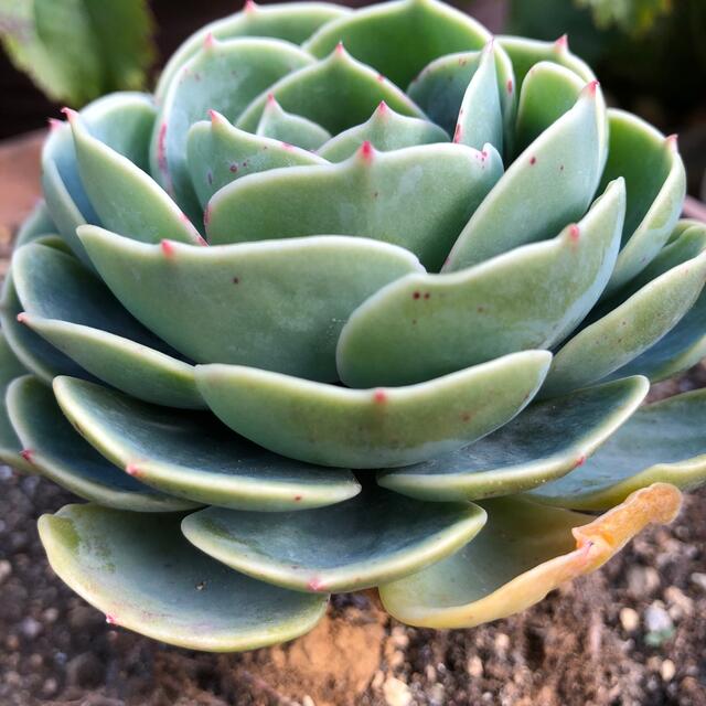 多肉植物♥゛七福神 抜き苗