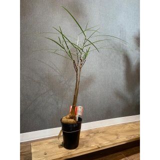 (希少植物)ボトルツリー(ブラキキトンルペストリス) 5(その他)