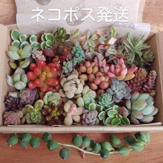 ネコポスS⭐多肉植物カット苗(その他)