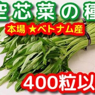 空芯菜の種20g(400粒以上)本場ベトナム産(野菜)