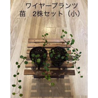 ワイヤープランツ　苗　2株セット（小） 観葉植物　インテリア(その他)