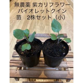 無農薬　紫カリフラワー　バイオレットクイン　苗2株セット（小） カリフラワーの苗(その他)